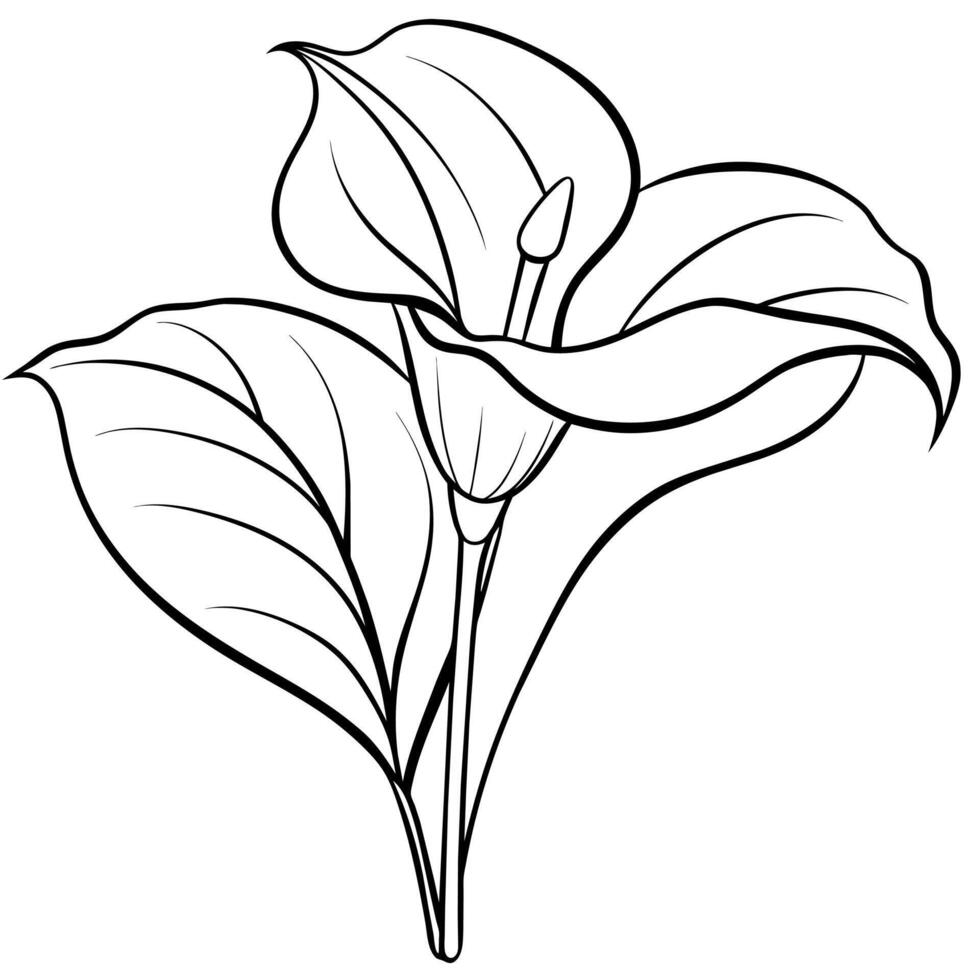 Calla Lily flower plant outline illustration coloring book page design, Calla Lily flower plant black and white line art drawing coloring book pages for children and adults vector