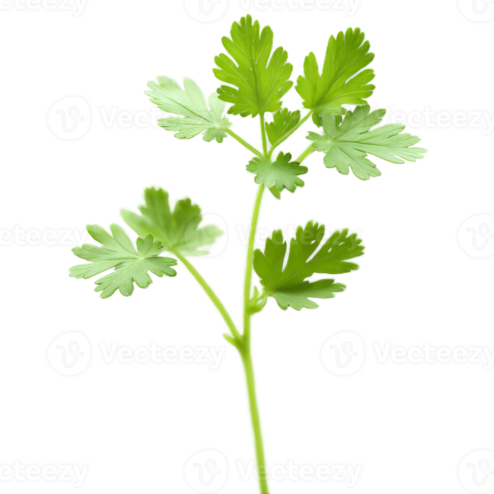 Chervil leaves fluttering in a delicate parsley like whirlwind Anthriscus cerefolium Food and Culinary concept png