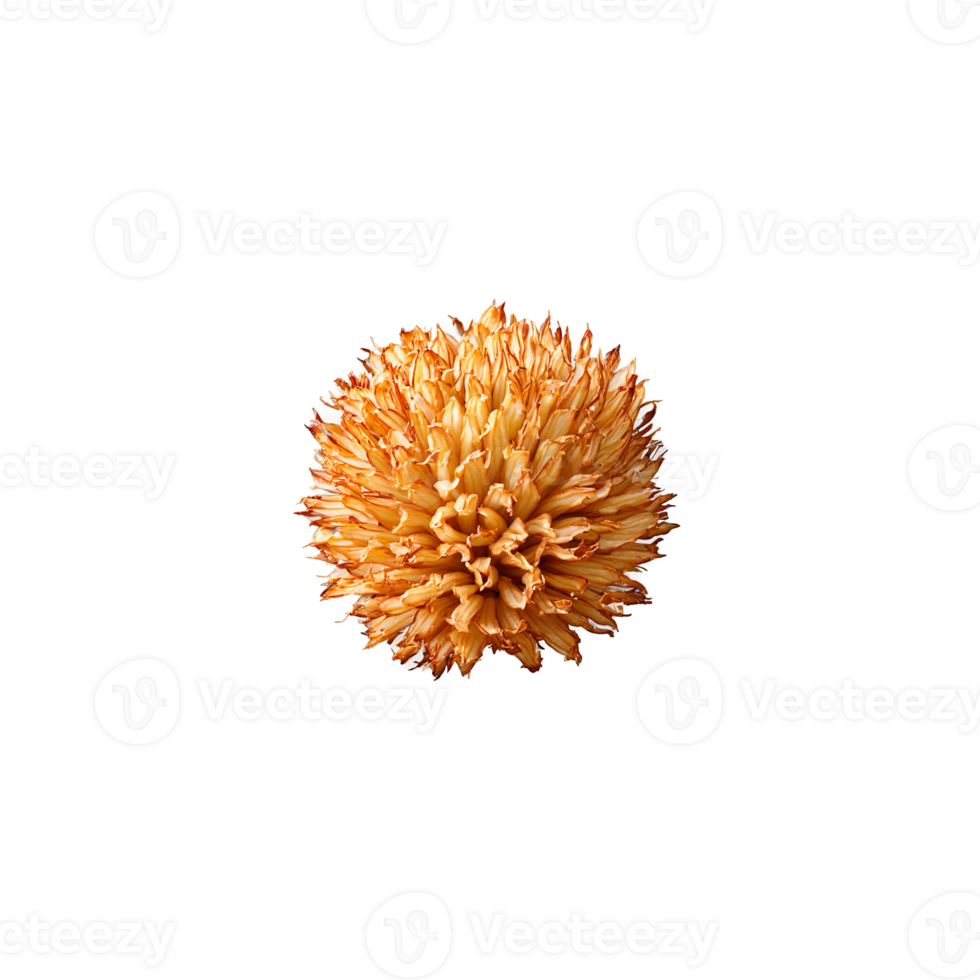 Blooming onion with crispy petals floating and steaming Food and culinary concept png