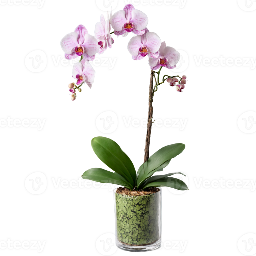 orquídea delicado Rosa e branco flores em uma alta verde perseguir crescendo a partir de uma Claro png