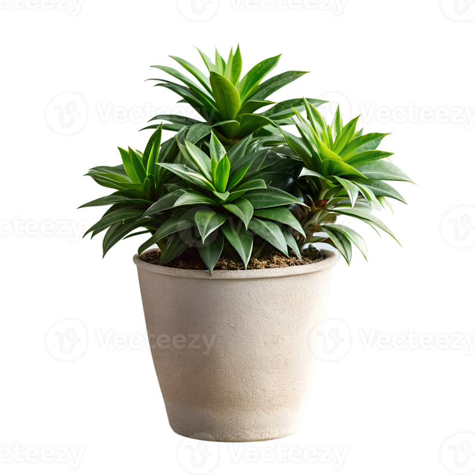 A small plant is in a brown pot png