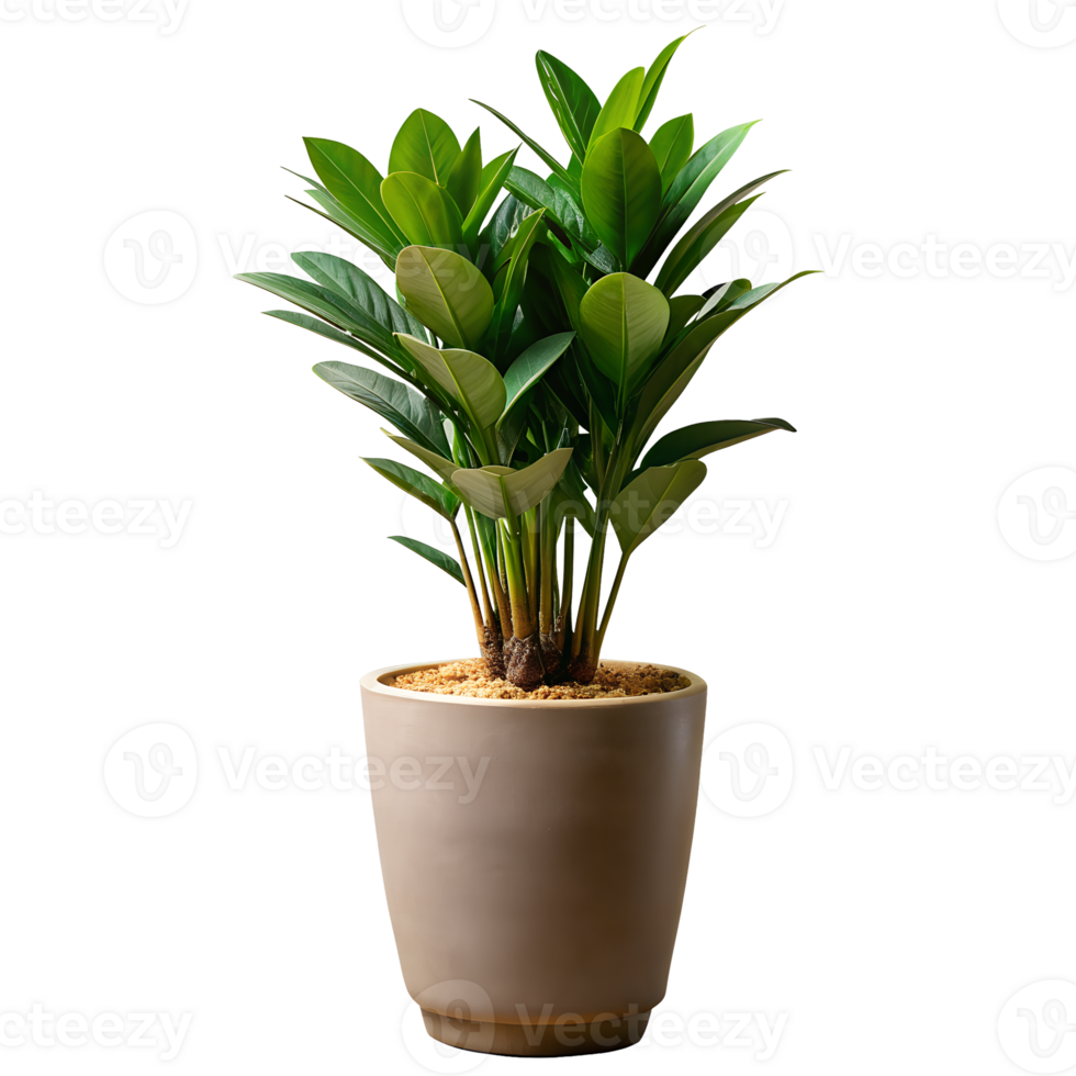 A small plant is in a brown pot png