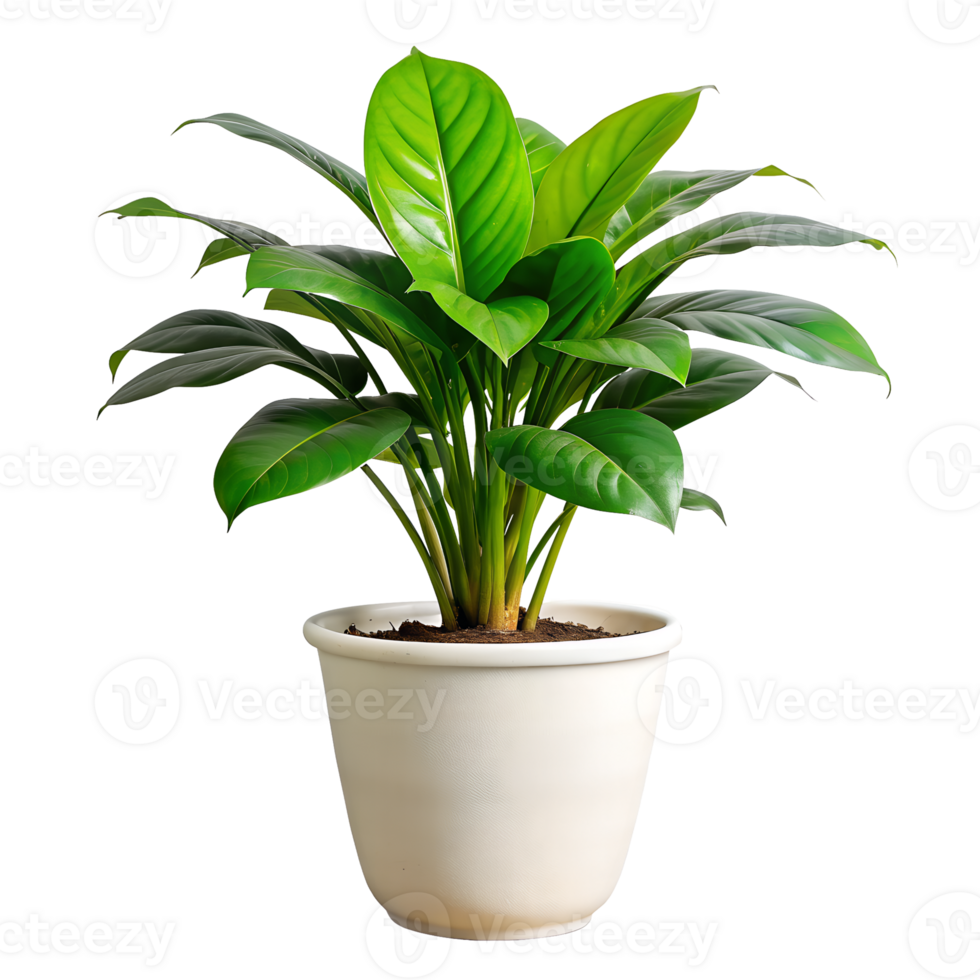 A small plant is in a brown pot png