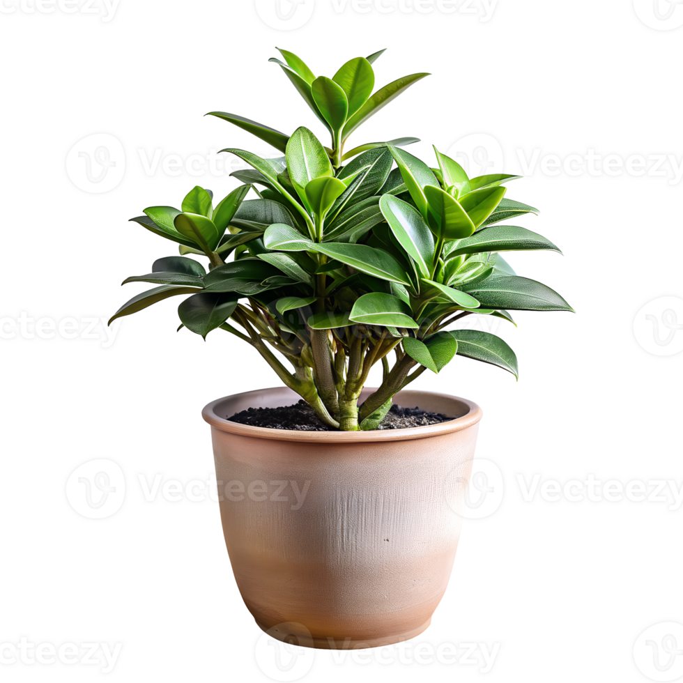 A small plant is in a brown pot png