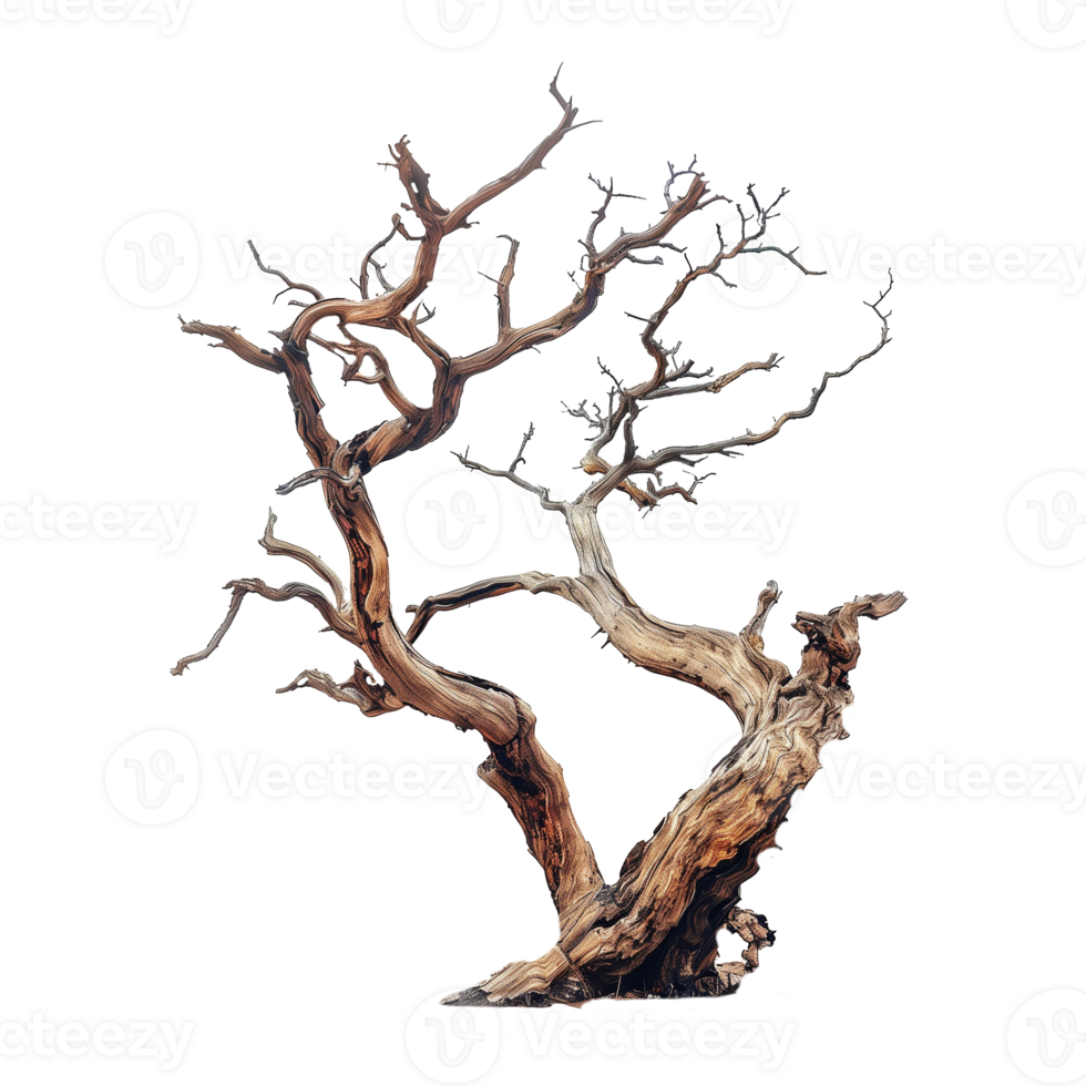 Dried tree isolated on transparent background png