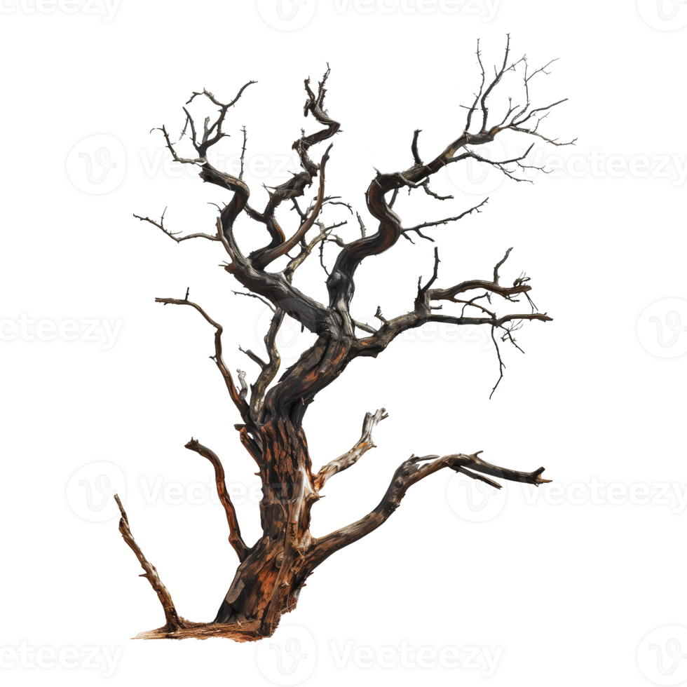 Dried tree isolated on transparent background png