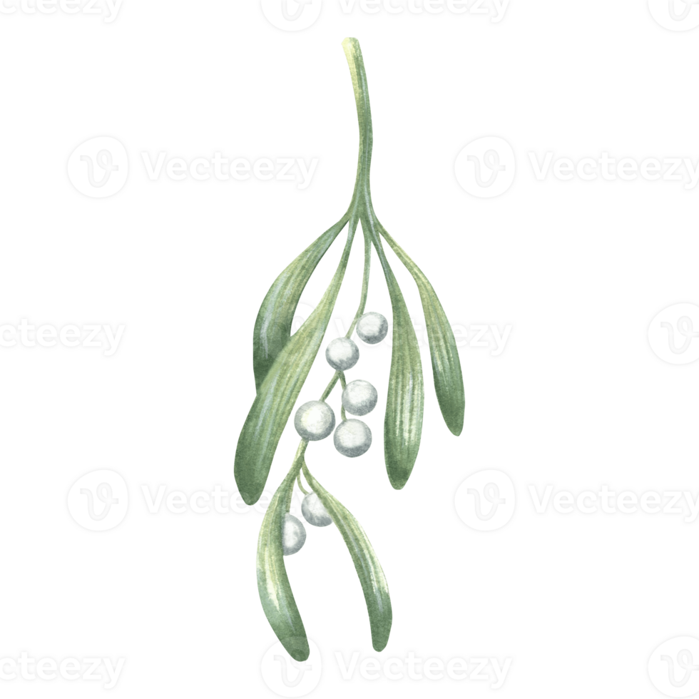 Mistletoe twig with leaves and berries bunch. Winter traditional plants in vintage. Hand drawn watercolor illustration holiday design. Isolated template for greeeting card, Christmas, New Year, print. png