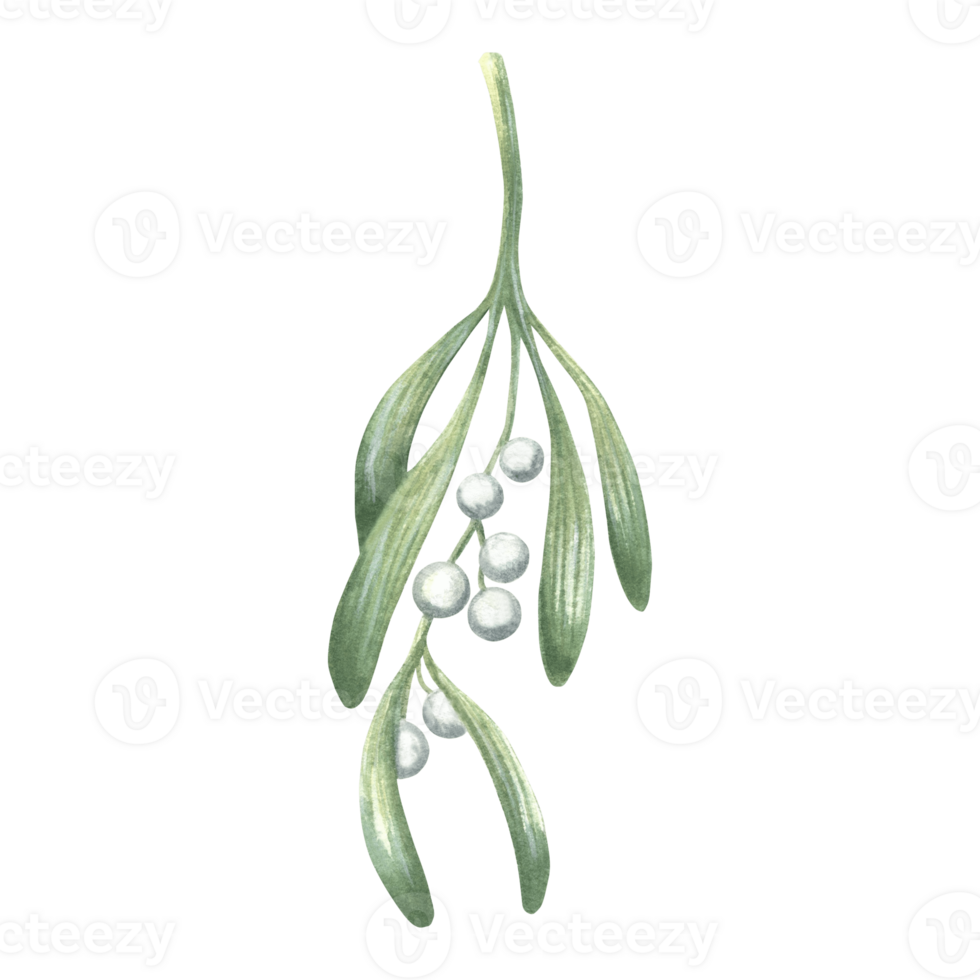 visco galho com folhas e bagas monte. inverno tradicional plantas dentro vintage. mão desenhado aguarela ilustração feriado Projeto. isolado modelo para greeeting cartão, Natal, Novo ano, imprimir. png