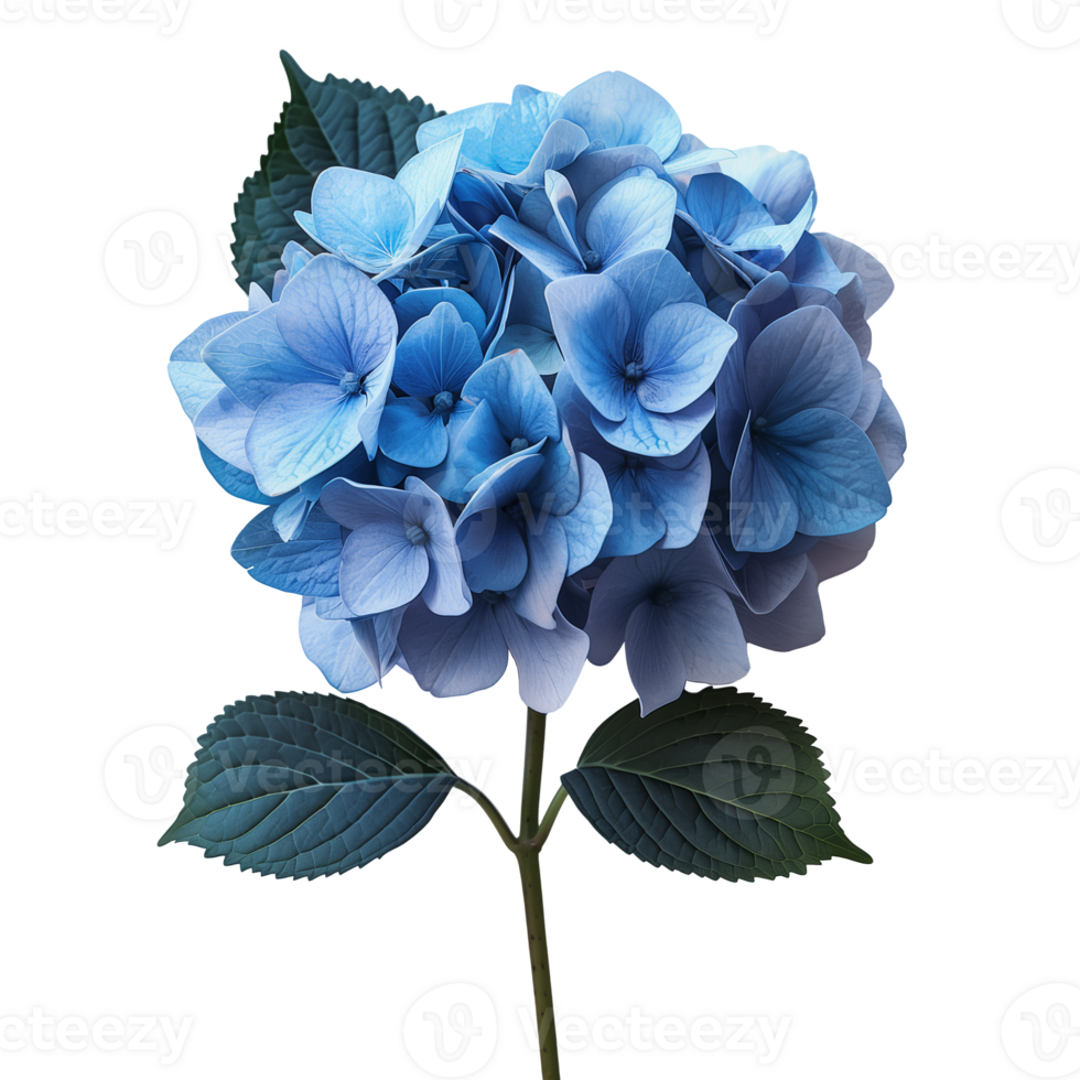 Vibrant blue hydrangea blossom with lush green leaves png