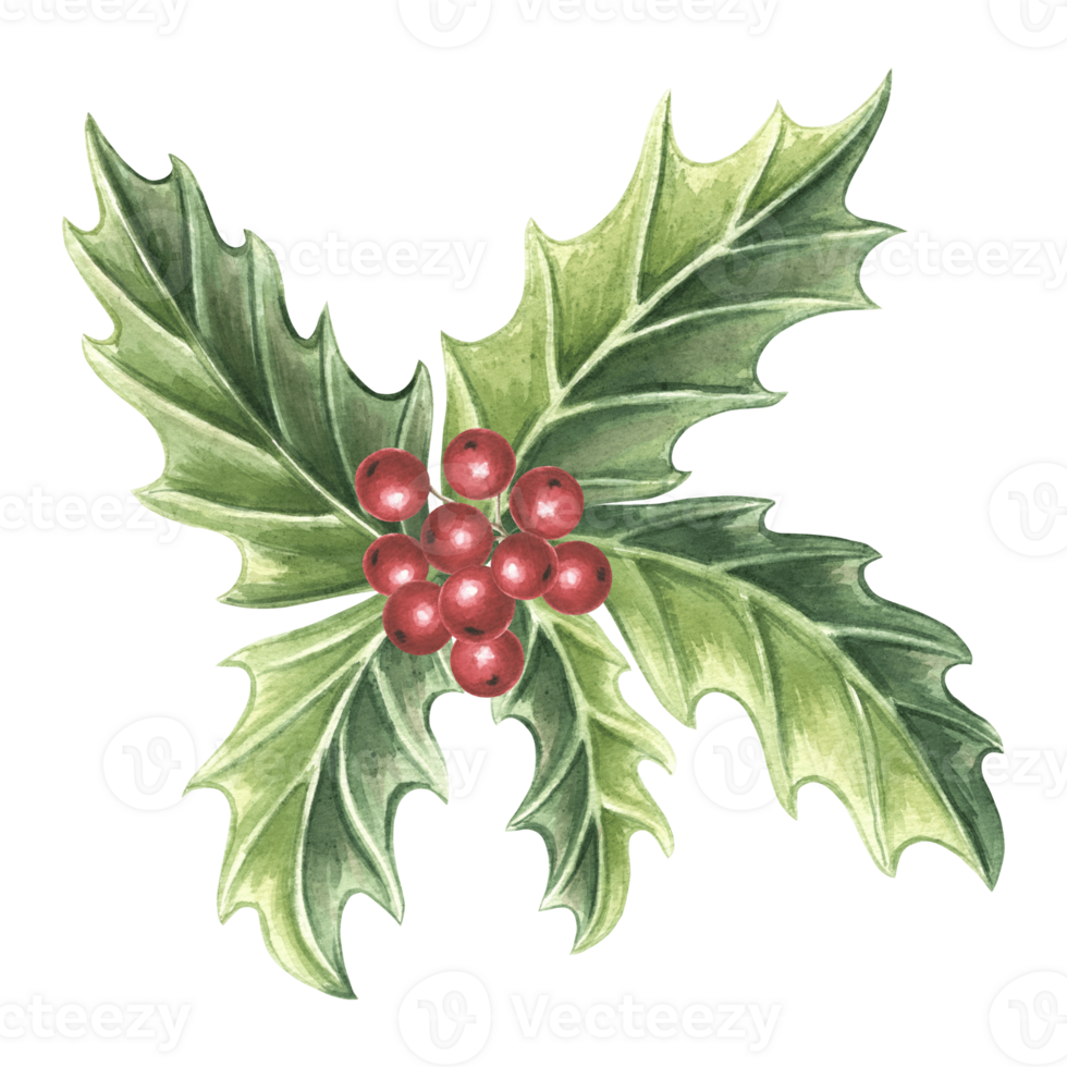 Holly with green leaves and red berries. Winter Christmas traditional plants in vintage. Hand drawn watercolor illustration holiday design Isolated drawing template for greeeting card, New Year, print png