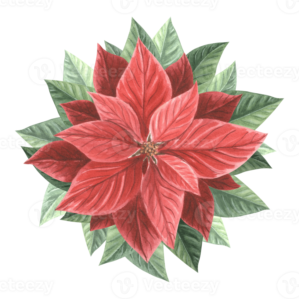 Red poinsettia flower. Christmas traditional plants in vintage. Hand drawn watercolor illustration holiday design. Isolated template for invitation, greeting card, Christmas, New Year, print, wrapping png