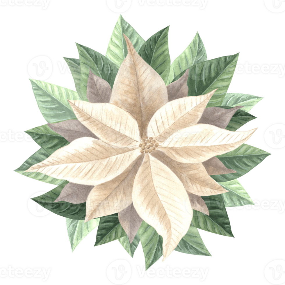 White poinsettia flower. Christmas traditional plants in vintage. Hand drawn watercolor illustration holiday design. Isolated template for invitation, postcard, Christmas, New Year, print, wrapping. png