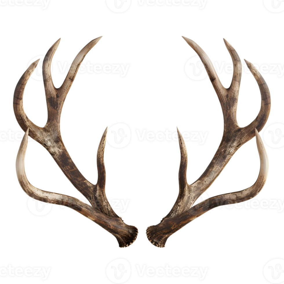 3D Rendering of a Deer Horns on Transparent Background png