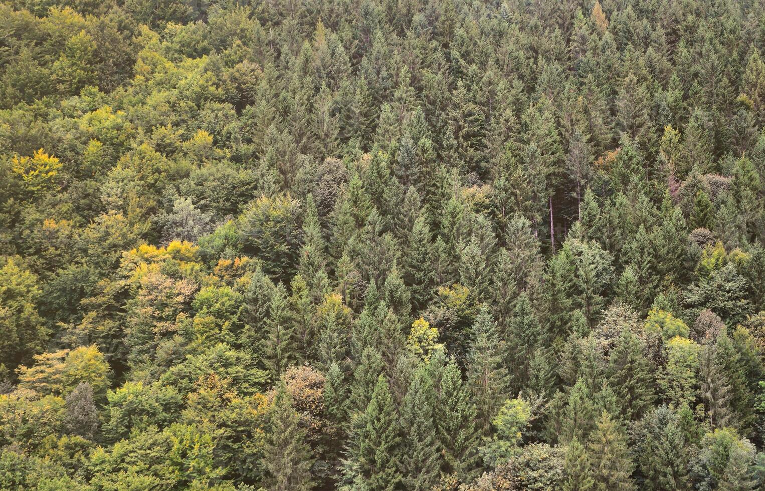 Texture of a mountain forest with many green trees. View from high photo