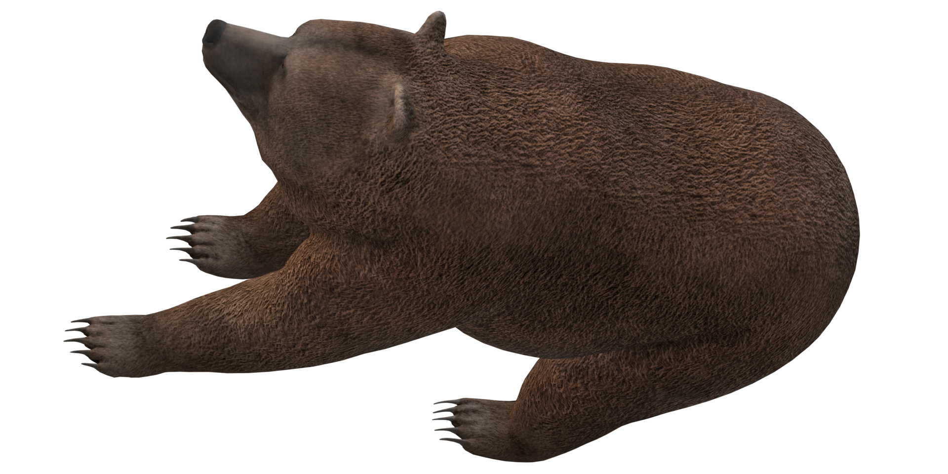 Brown bear isolated on a Transparent Background png