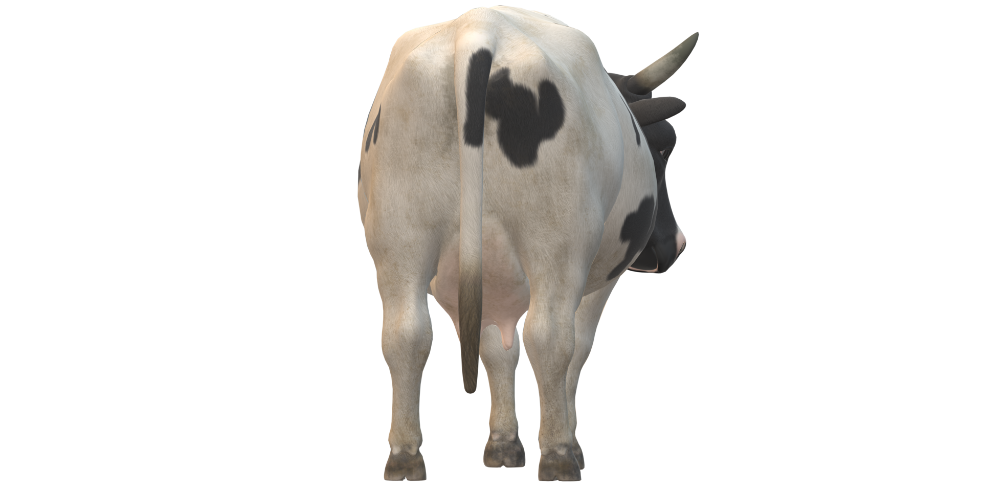 Cow isolated on a Transparent Background png
