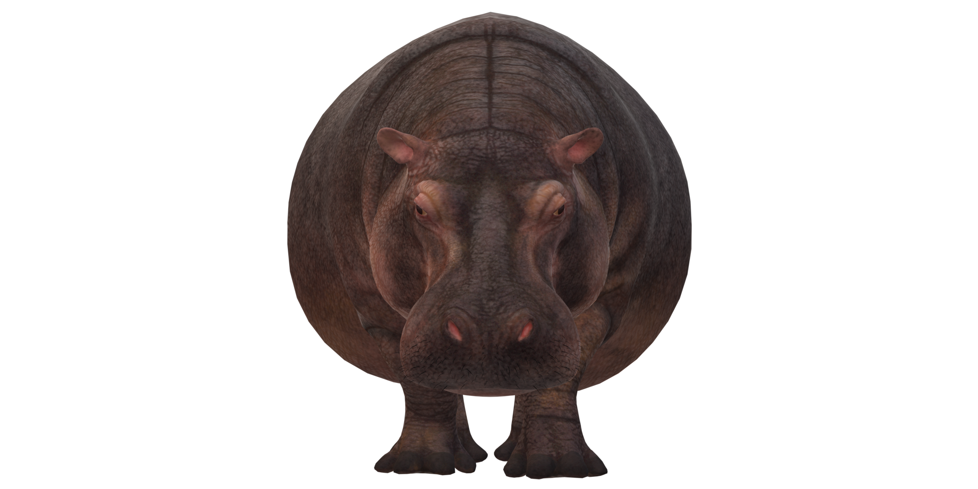 Hippopotamus isolated on a Transparent Background png