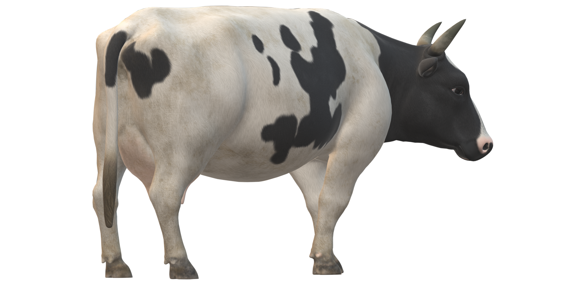 Cow isolated on a Transparent Background png