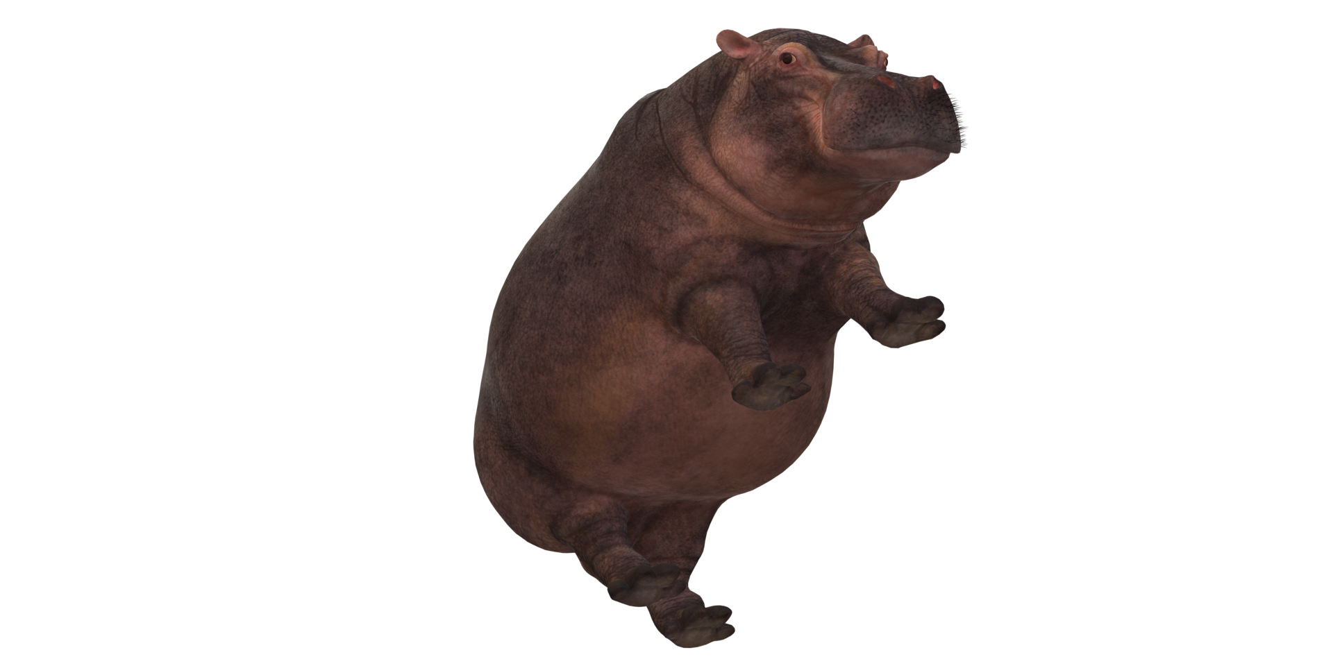 Hippopotamus isolated on a Transparent Background png