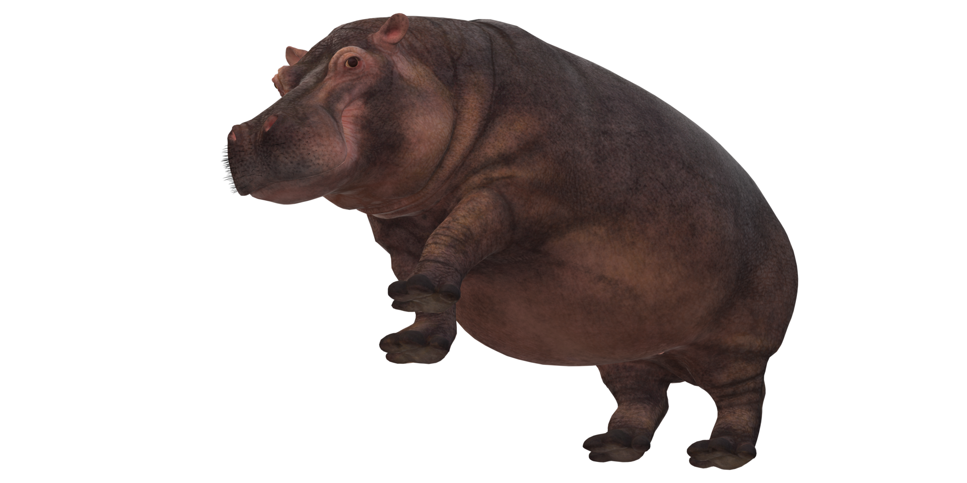 hippopotame isolé sur une transparent Contexte png