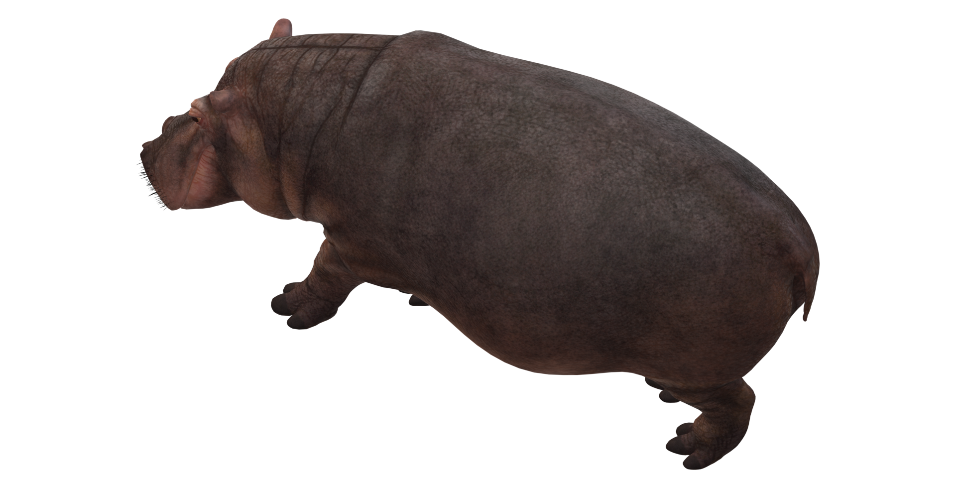 hippopotame isolé sur une transparent Contexte png