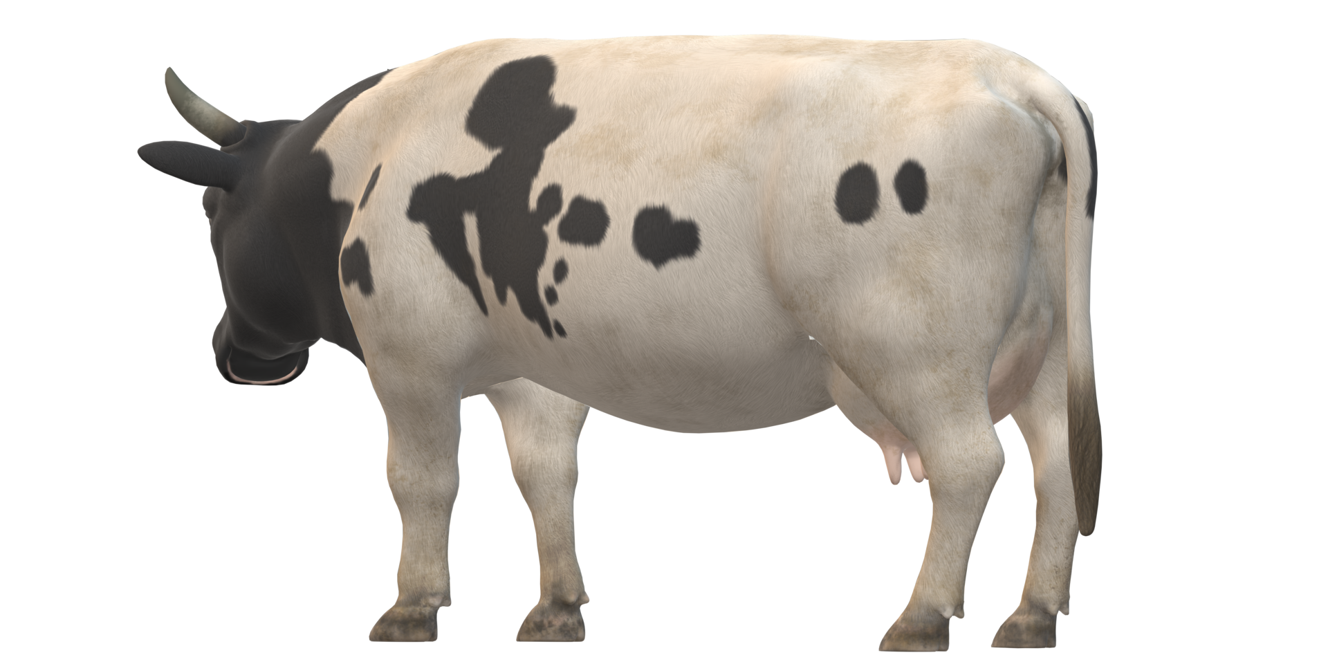 Cow isolated on a Transparent Background png