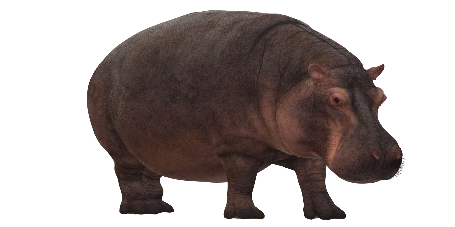 Hippopotamus isolated on a Transparent Background png