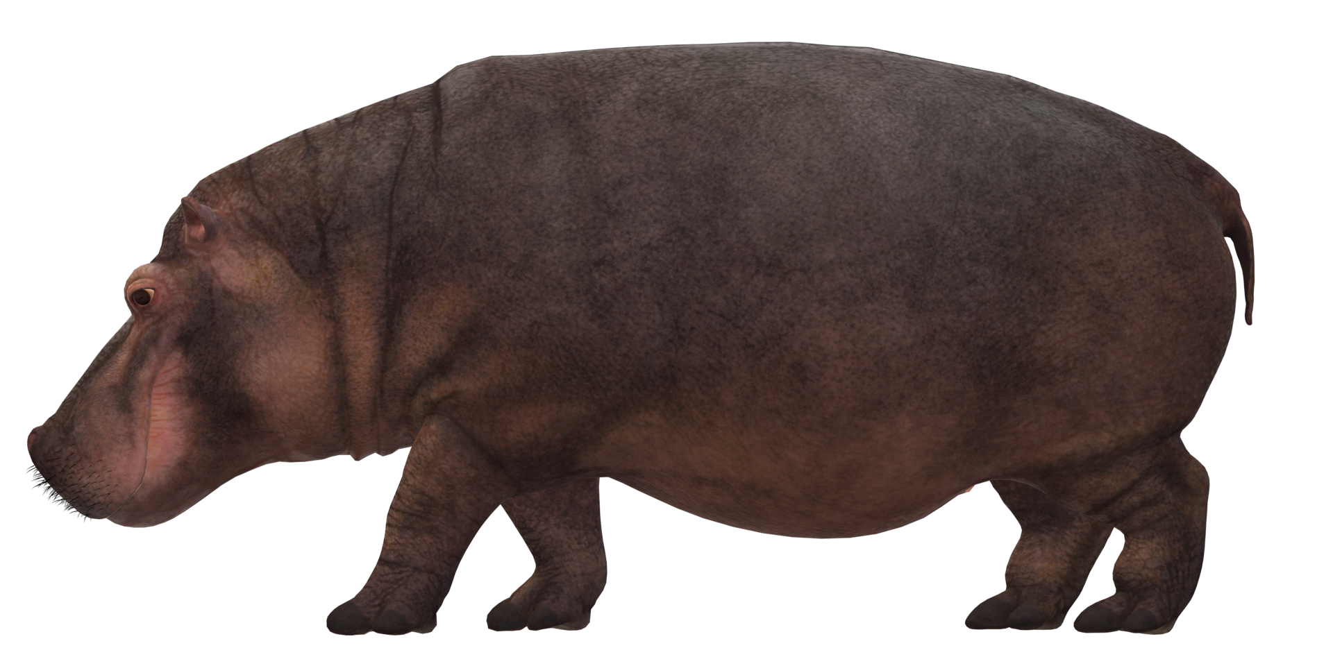 nijlpaard geïsoleerd Aan een transparant achtergrond png