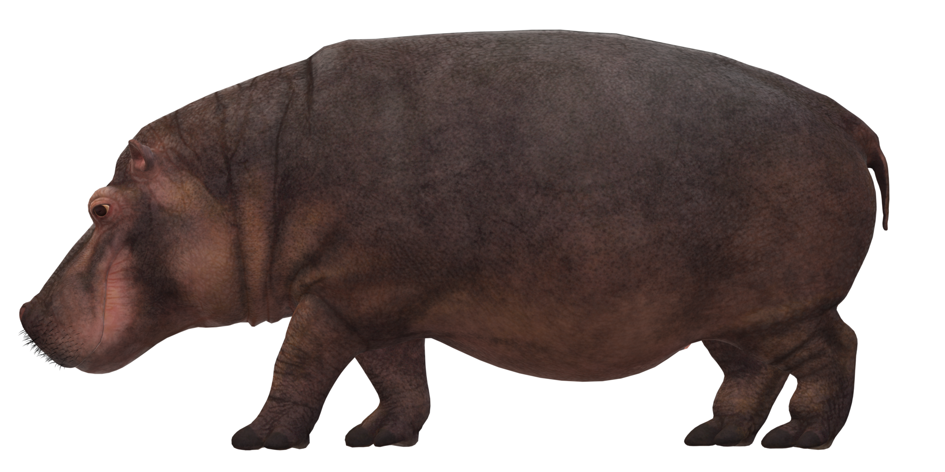 Hippopotamus isolated on a Transparent Background png