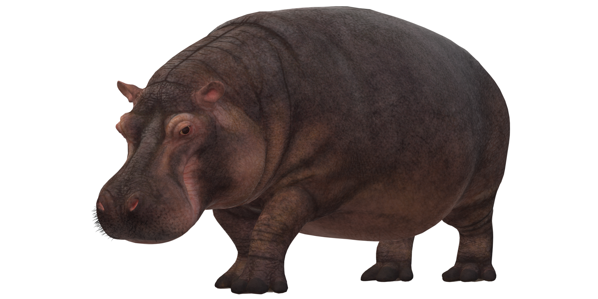 Hippopotamus isolated on a Transparent Background png