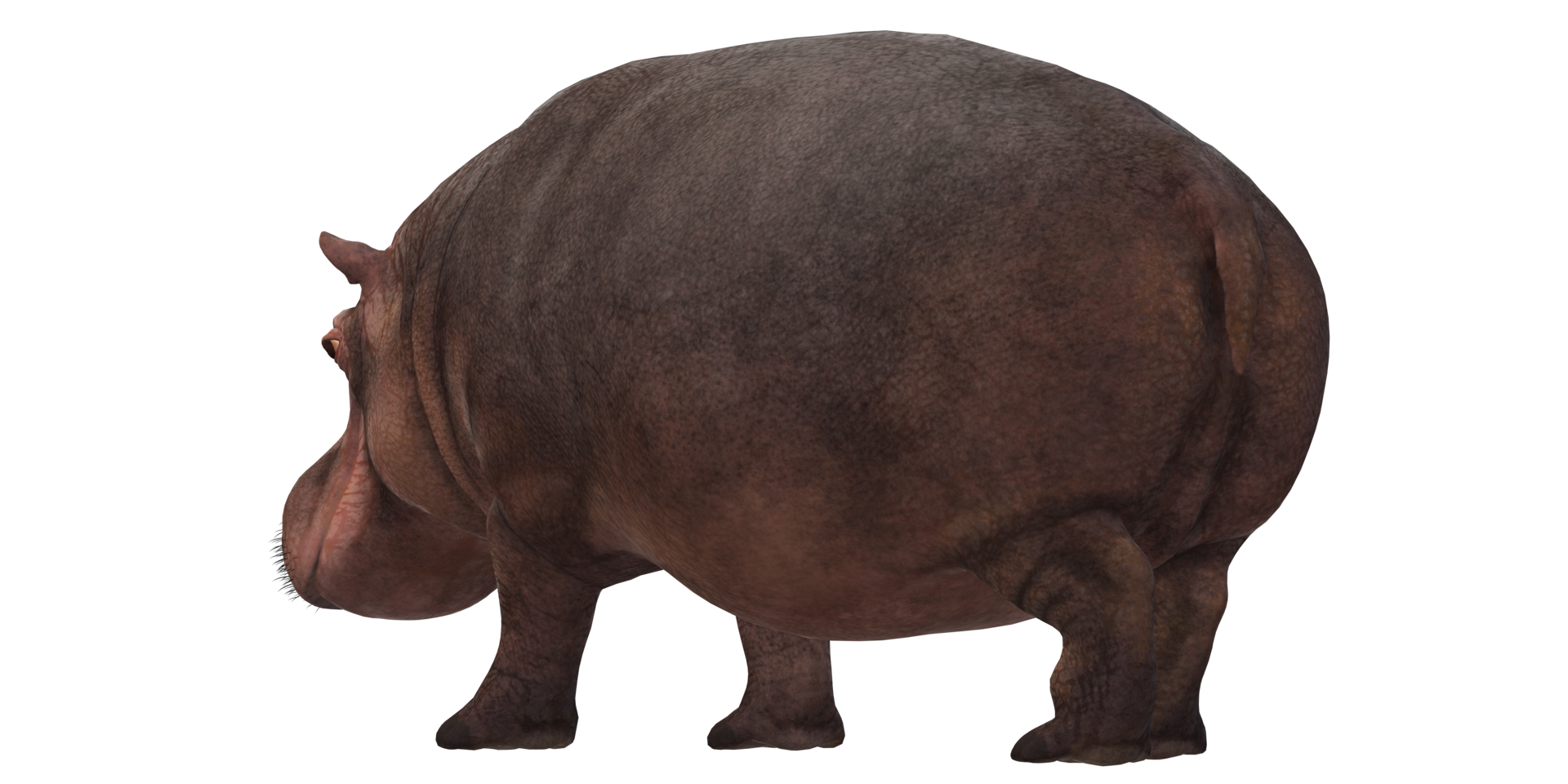 Hippopotamus isolated on a Transparent Background png