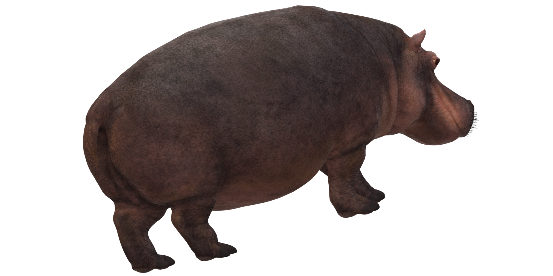 Hippopotamus isolated on a Transparent Background png