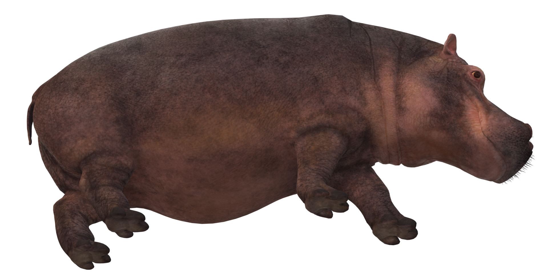 Hippopotamus isolated on a Transparent Background png