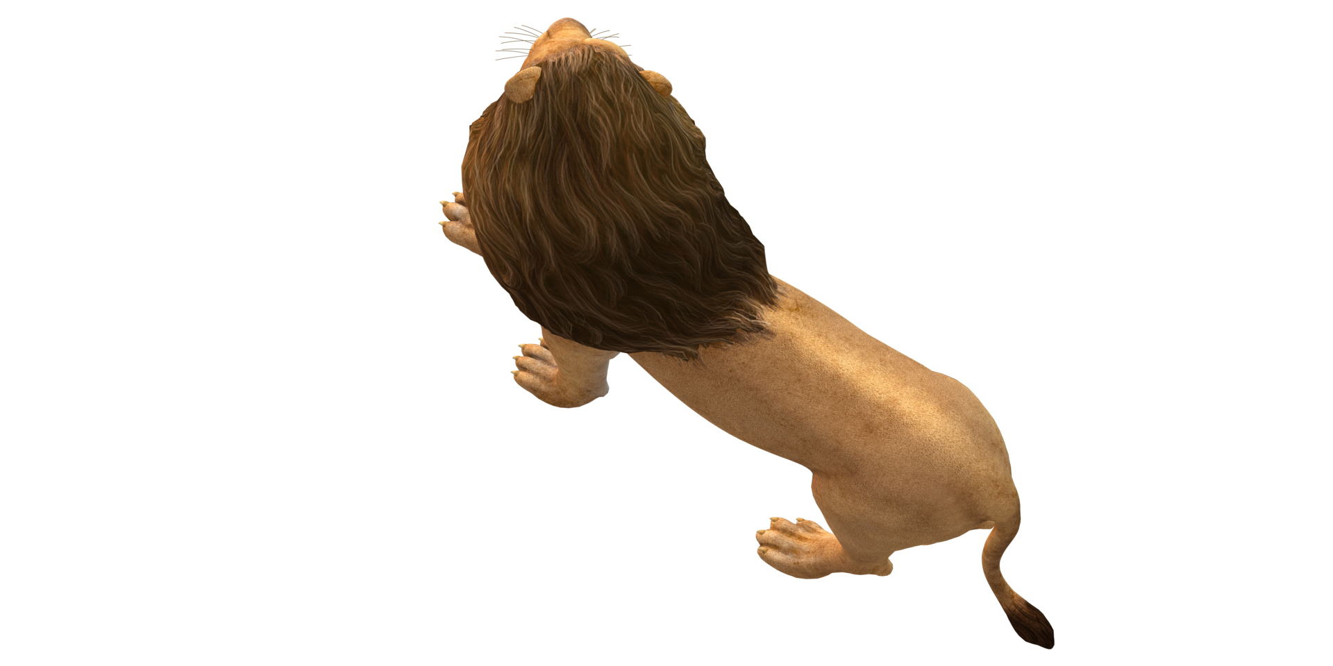 Lion isolated on a Transaprent Background png