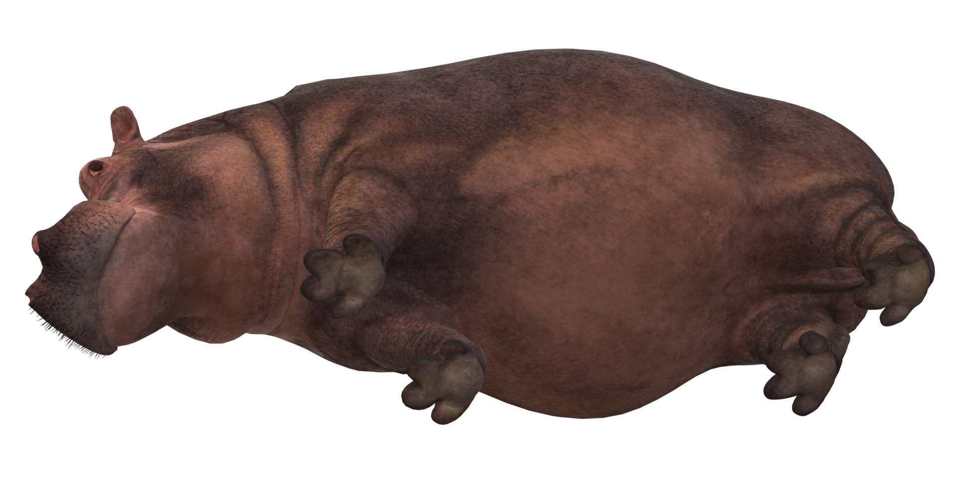 Hippopotamus isolated on a Transparent Background png