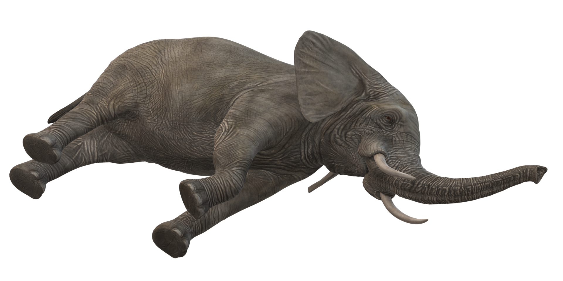 Elephant isolated on a Transparent Background png