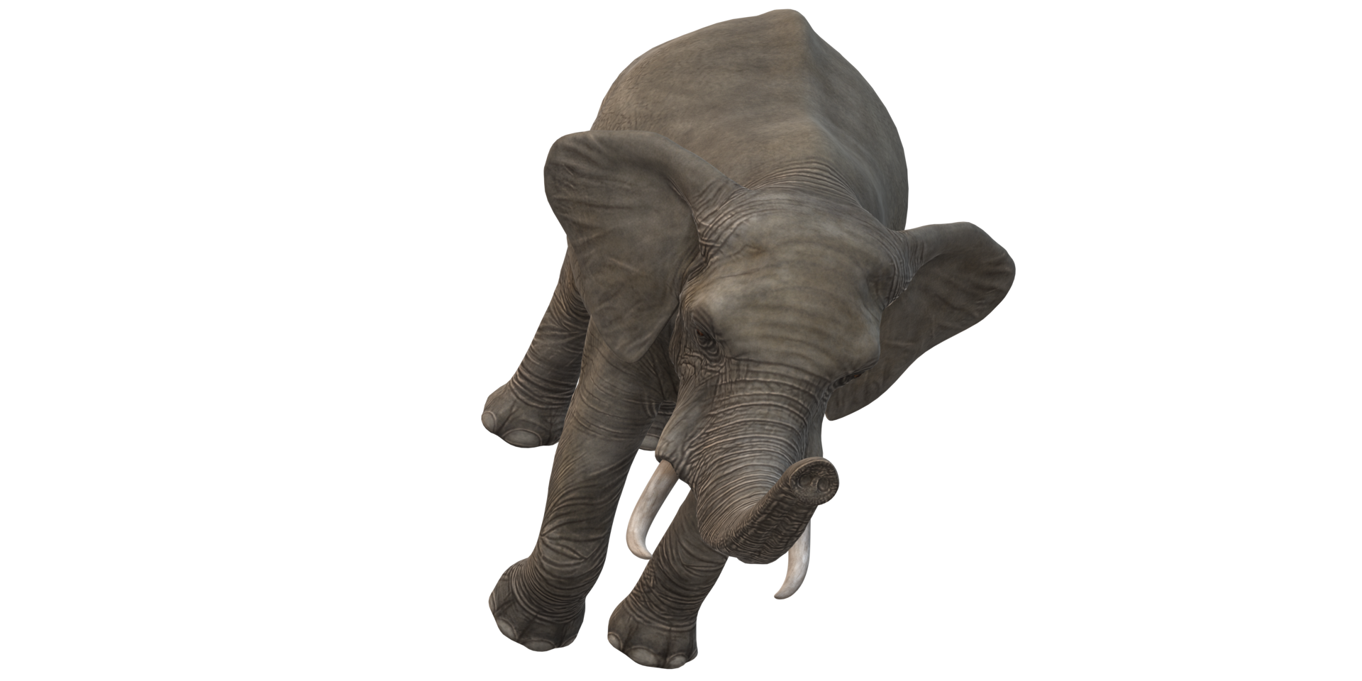 Elephant isolated on a Transparent Background png