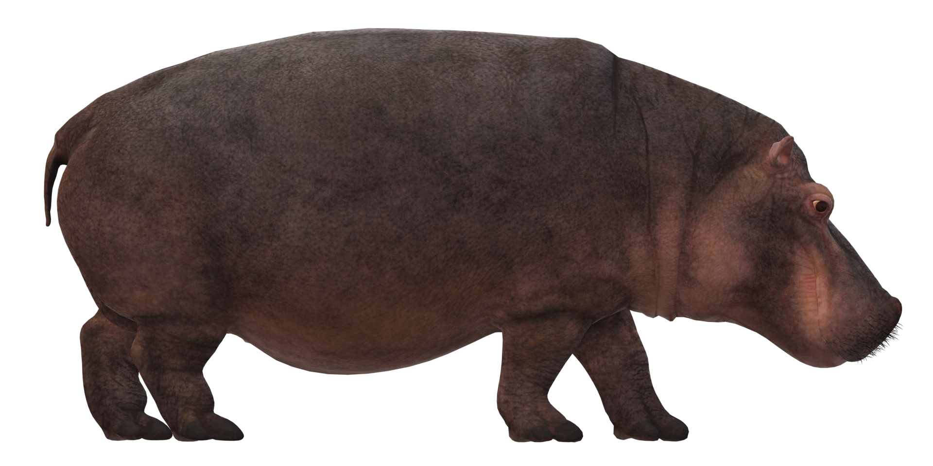 Hippopotamus isolated on a Transparent Background png