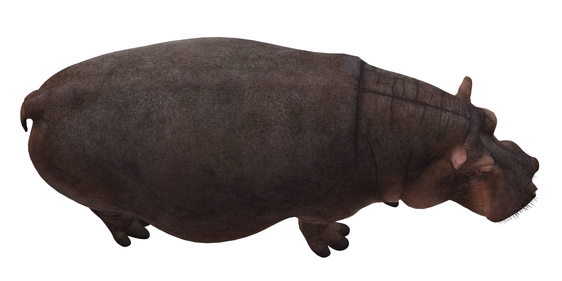 Hippopotamus isolated on a Transparent Background png