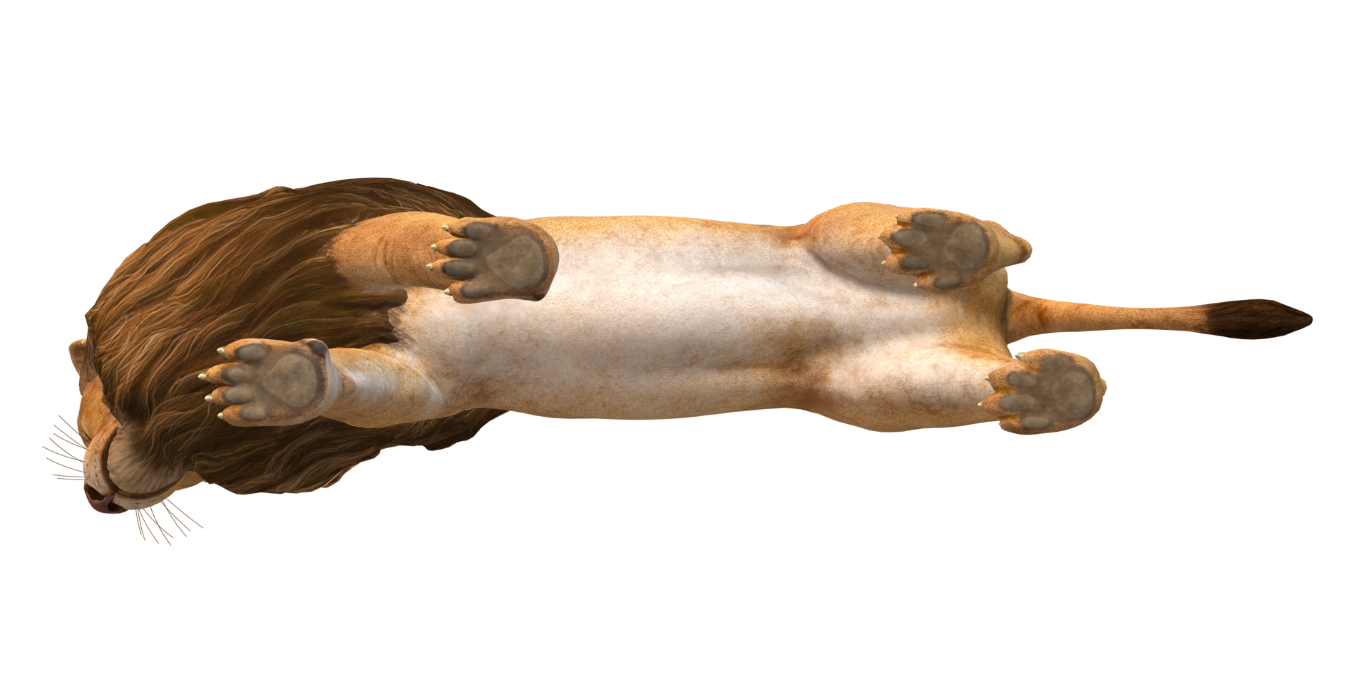 Lion isolated on a Transaprent Background png