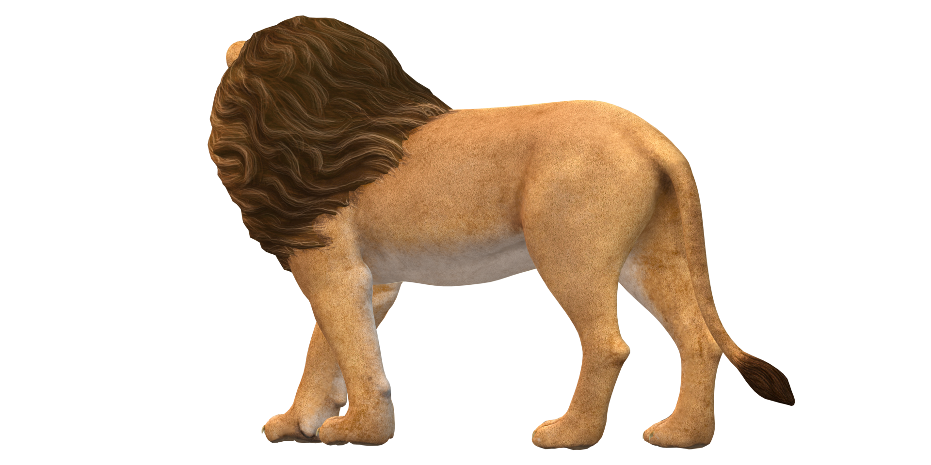 Lion isolated on a Transaprent Background png