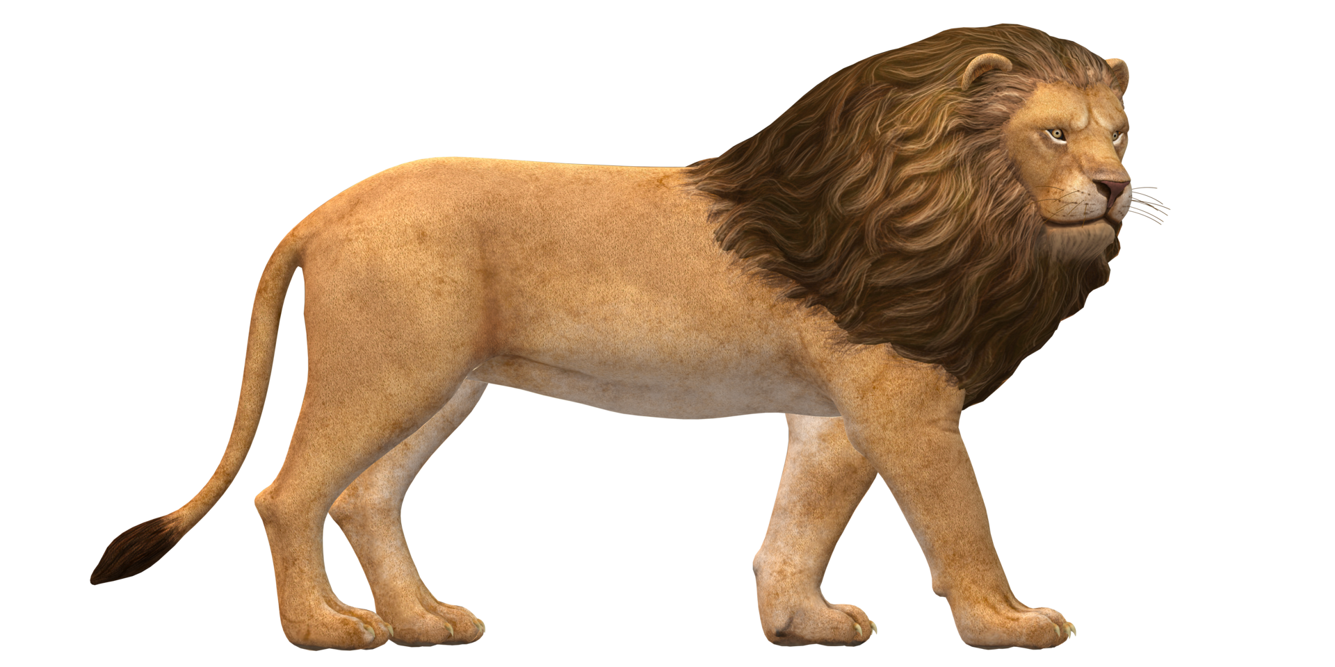 Lion isolated on a Transaprent Background png