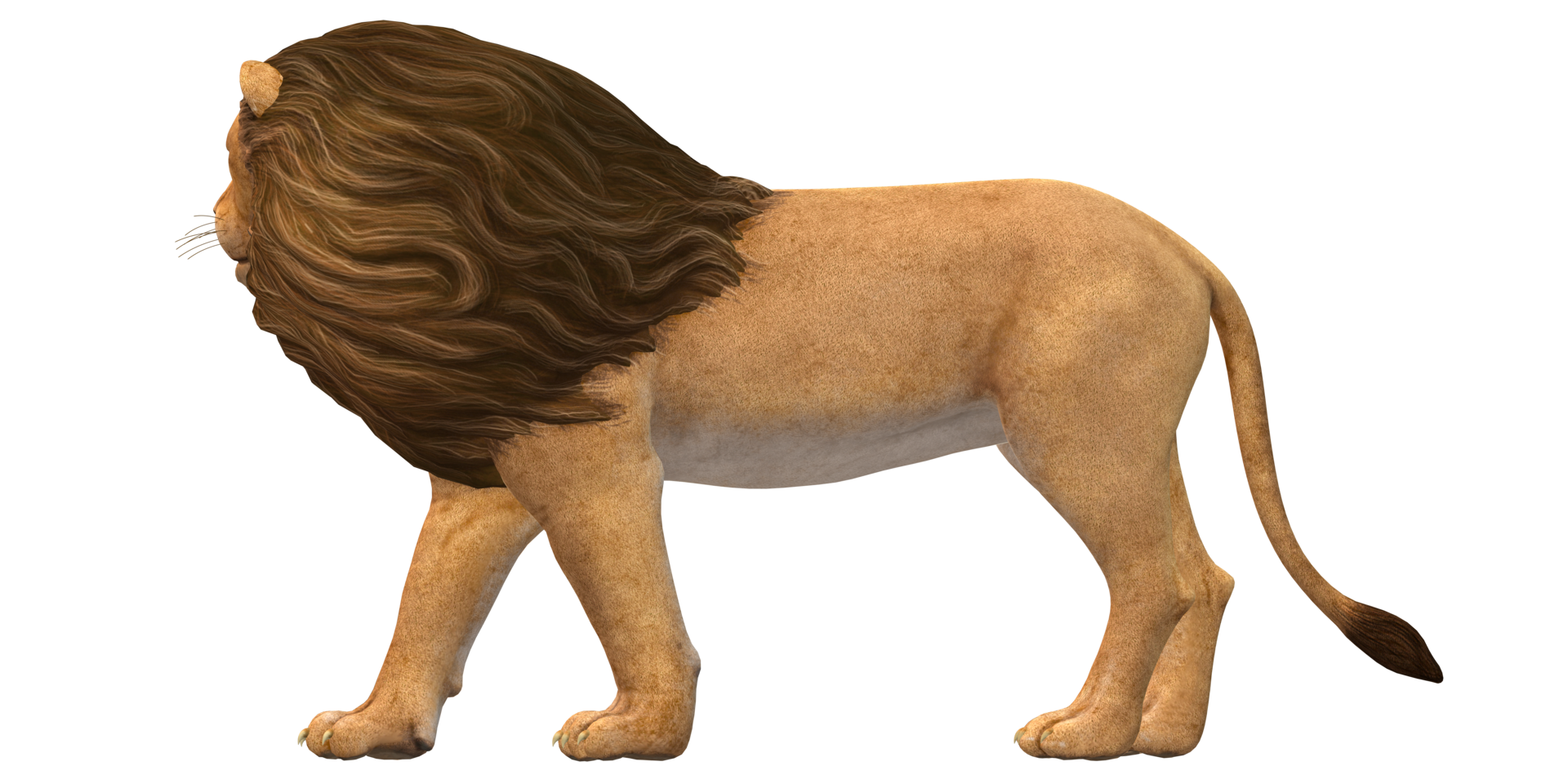 Lion isolated on a Transaprent Background png