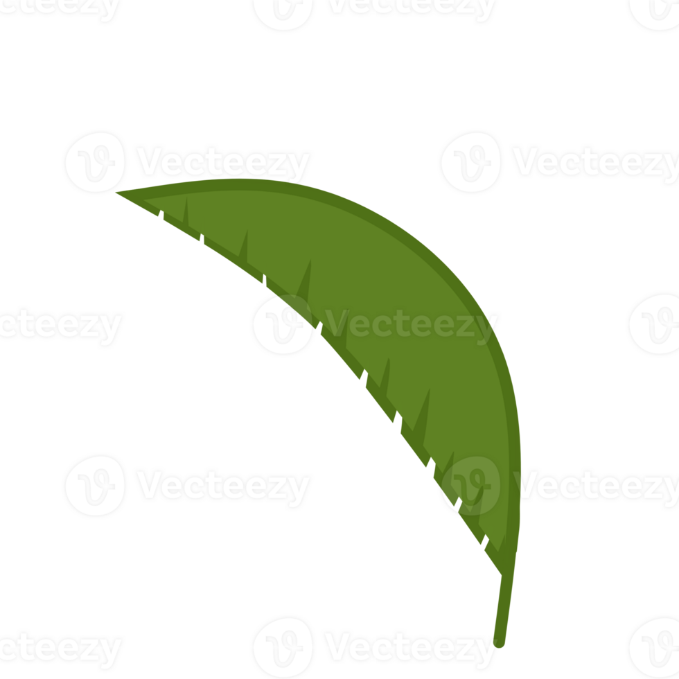 Green Leaves For Decorations png