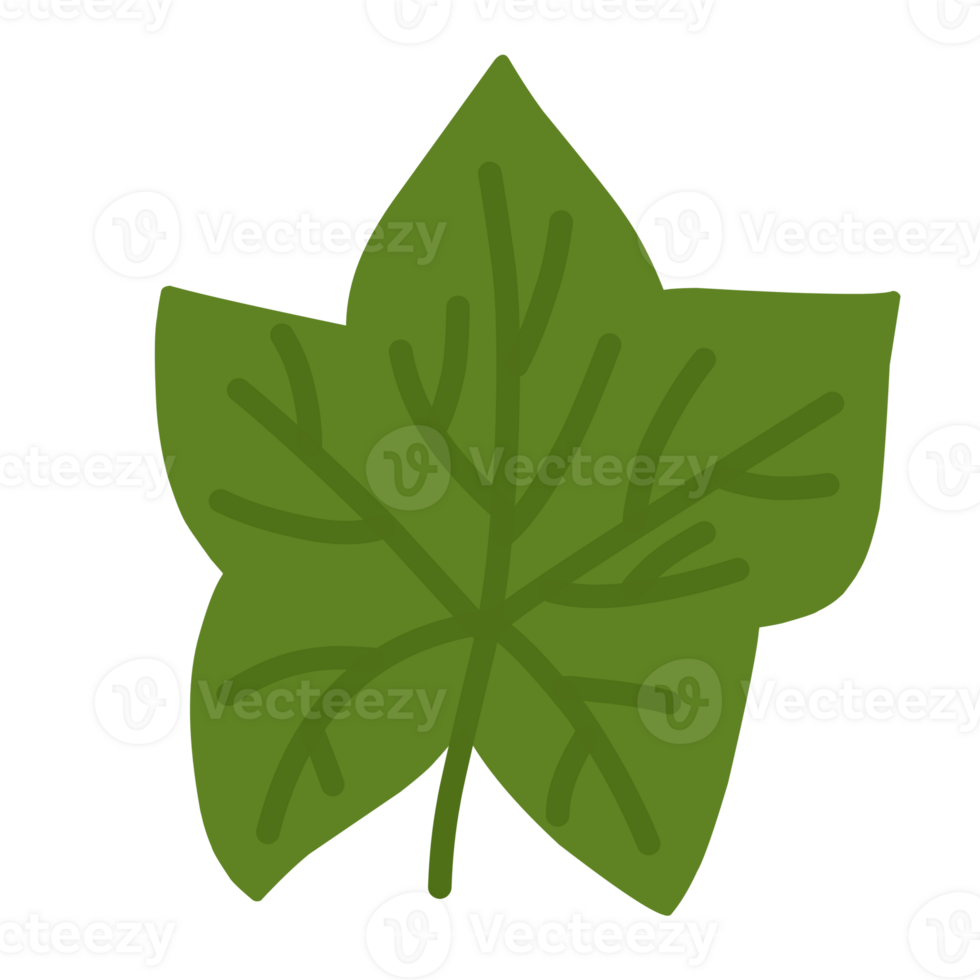 Green Leaves For Decorations png