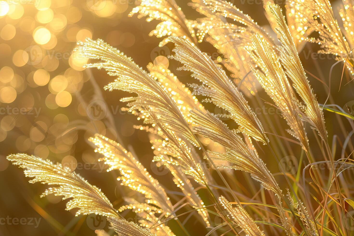 AI generated Close up of ornamental grasses backlit by the late afternoon sun Boylston  Massachusetts. photo