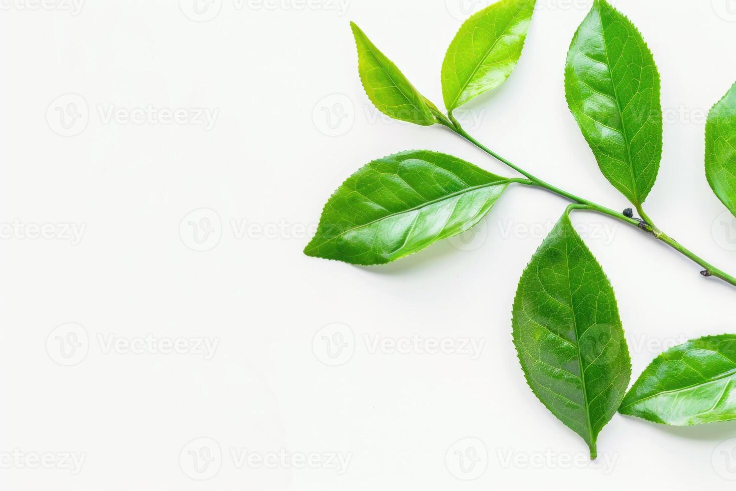 ai generado té hojas en un blanco antecedentes foto