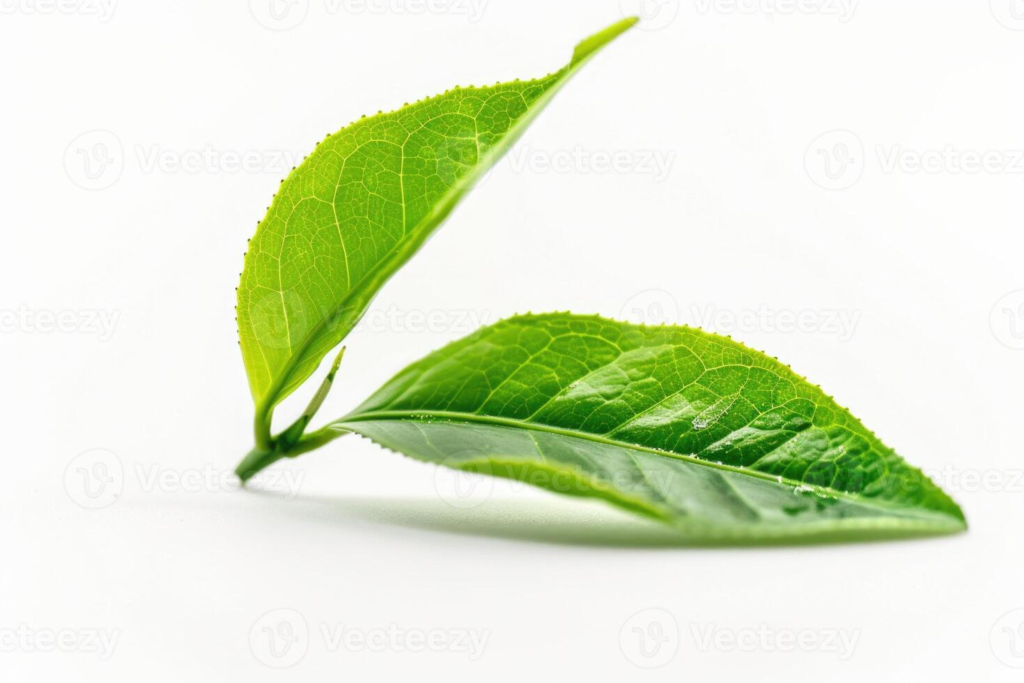 Green tea leaf isolated on white background  Green tea leaf isolated on white background photo