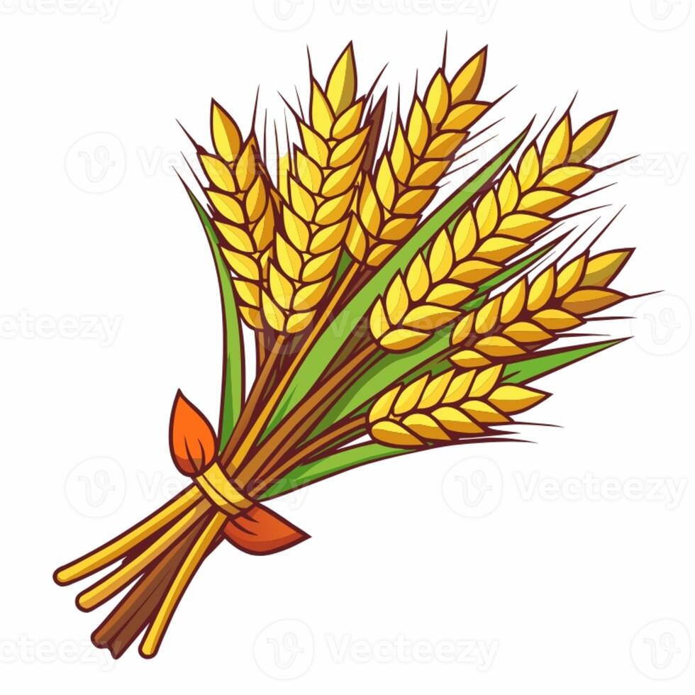 a bunch of wheat on a white background photo