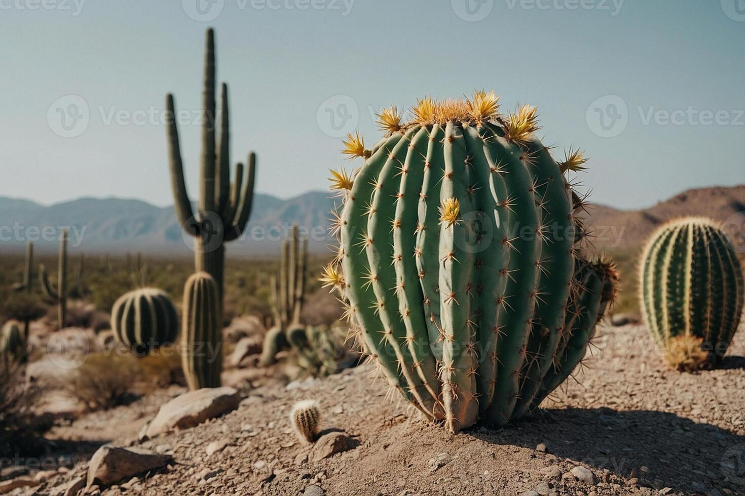 a cactus plant is shown in front of a gray wall photo